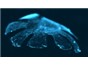 Image: Bio-engineered Jellyfish Swim