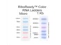 Image: AMRESCO Offers New RiboReady™ Color RNA Ladders for Easy Band Identification on Denaturing Gels and Northern Blots