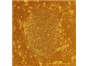 Image: Serum-free formulation for culturing stem cells