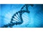Image: Opinion: What Is the Human Genome?