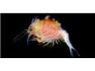 Image: George Washington University Computational Biology Director Solves 200-Year-Old Oceanic Mystery