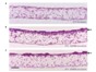 Image: Researchers respond enthusiastically to alvetex 3D cell culture