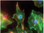 Image: Lonza’s RAFT™ 3D Cell Culture System Enables Corneal Modeling for Research into Potential Blindness Cure