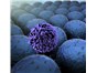 Image: New Product: Recombinant Proteins for Killer Cell Receptor Research