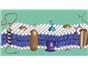 Image: High Purity Reagents for Proteoglycan & Glycosaminoglycan Research