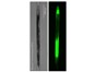 Image: NemaMetrix Introduces Fluorescent Staining Kits for Improved Phenotyping in model organism C. elegans