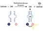 Image: BellBrook Labs Launches Ultra-Sensitive Methyltransferase Assay to Accelerate Epigenetic Drug Discovery