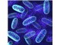 Image: AMSbio Launch Metabolism Stress Test Kits