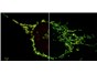Image: New 2D Superresolution mode for ZEISS Airyscan delivers 120 nanometer lateral resolution