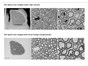 Image: New Focal Charge Compensation mode for ZEISS field emission scanning electron microscopes improves image quality
