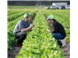Image: Application of Precision Agriculture and Spectral Signatures