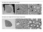 Image: New Focal Charge Compensation mode for ZEISS field emission scanning electron microscopes improves image quality